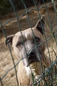 Shelters: American Staffordshire terrier abandoned in shelters SPA