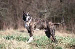 Penis: AMERICAN STAFFORDSHIRE TERRIER DOG - with cropped ears