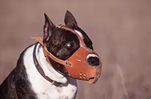 Equipment: AMERICAN STAFFORDSHIRE TERRIER DOG - muzzled