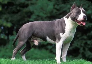 Penis: American Staffordshire Terrier Dog - standing, side view