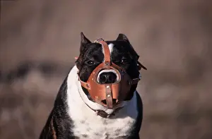 Equipment: AMERICAN STAFFORDSHIRE TERRIER DOG - wearing muzzle