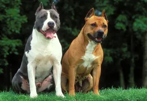 Penis: American Staffordshire Terrier DOGS - pair, sitting