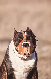 Guarding: American STAFFORDSHIRE TERRIER - muzzled - Guard Dog
