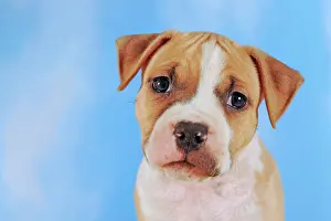 Staffordshire: American Staffordshire Terrier, Puppy, 7 weeks old
