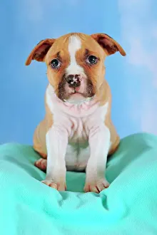 Staffordshire: American Staffordshire Terrier, Puppy, 7 weeks old