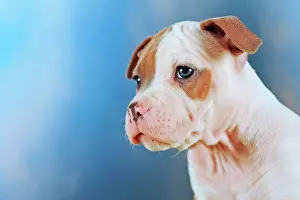 Staffordshire: American Staffordshire Terrier, Puppy, 7 weeks old