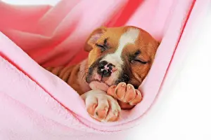 Comfortable: American Staffordshire Terrier, puppy, 7 weeks old