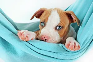 Comfortable: American Staffordshire Terrier, Puppy, 7 weeks old