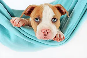 Comfortable: American Staffordshire Terrier, Puppy, 7 weeks old