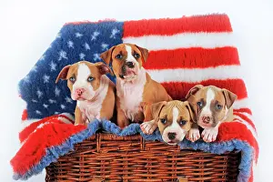 Flag: American Staffordshire Terrier, Puppy, 7 weeks old