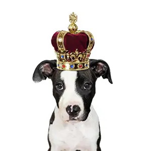 220719: American Staffordshire Terrier, puppy, female