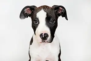 Innocent: American Staffordshire Terrier, puppy, female, 8