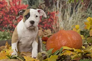 Hallowe En: American Staffordshire Terrier puppy outdoors in autumn