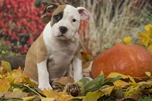 Hallowe En: American Staffordshire Terrier puppy outdoors in autumn