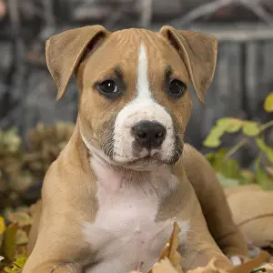 Staffordshire: American Staffordshire Terrier puppy outdoors in autumn