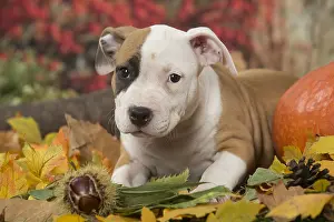 Staffordshire: American Staffordshire Terrier puppy outdoors in autumn
