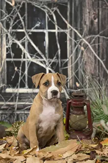 Staffordshire: American Staffordshire Terrier puppy outdoors in autumn