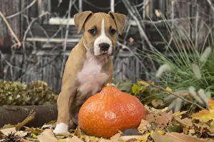 Squash: American Staffordshire Terrier puppy outdoors in autumn