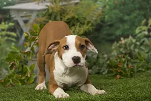 Yoga: American Staffordshire Terrier puppy outdoors in the garden