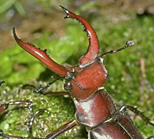 Mandibles: American Stag Beetle, Lucanus elaphus