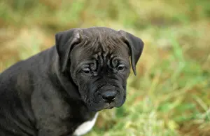 Staffordshire: American Straffordshire Terrier, pup, portrait