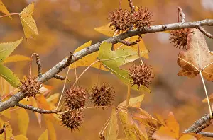 Satin: American Sweetgum / Sweet-gum / Alligator-wood