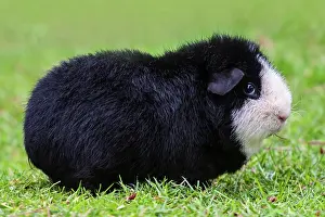 Porcellus: US American Teddy Guinea Pig, black and white coat