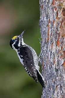 Tridactylus: American Three-toed Woodpecker. Male