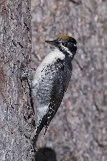 Tridactylus: American Three-toed Woodpecker - Picoides tridactylUS