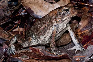 Anaxyrus: American Toad