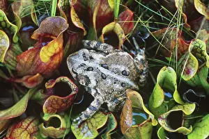 Pitcher: American Toad