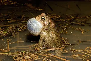 Herpetology: American Toad