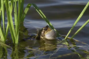 Croaking: American Toad