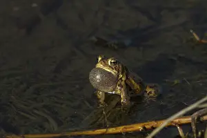 Fertilization: American Toad