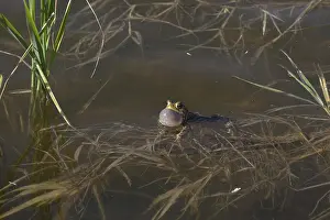 Croaking: American Toad