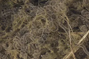 Spawning: American Toad