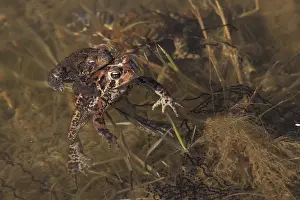 Spawning: American Toad