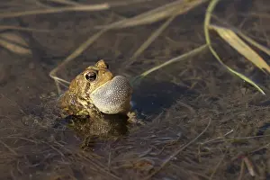 Croaking: American Toad