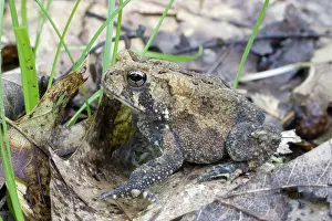 Appalachian: American Toad