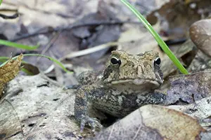 Appalachian: American Toad