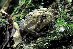 Bufonidae: American Toad