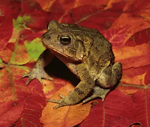 Anaxyrus: American Toad