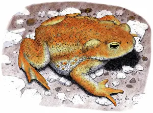 Bufonidae: American Toad