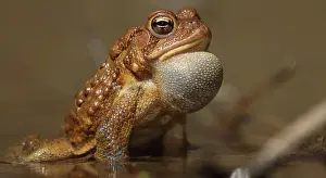 Sack: American toad