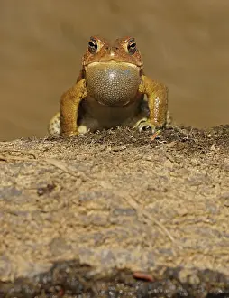 Anaxyrus: American toad (Anaxyrus americanus), male calling