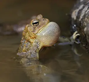 Anaxyrus: American toad (Anaxyrus americanus), male calling