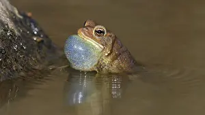 Toad: American toad (Anaxyrus americanus), male calling