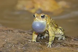 Toad: American toad (Anaxyrus americanus), male calling