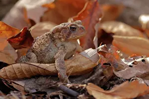 Toad: American toad (Anaxyrus americanus), Maryland