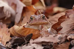 Toad: American toad (Anaxyrus americanus), Maryland